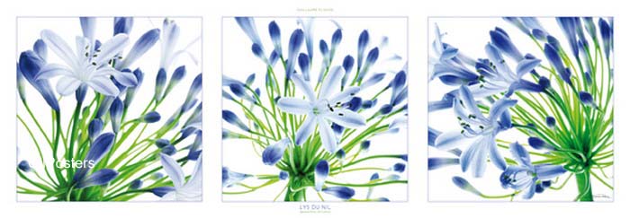 מבט מקרובפרחים נוף פריחה כחול וירוק טבע צילום 